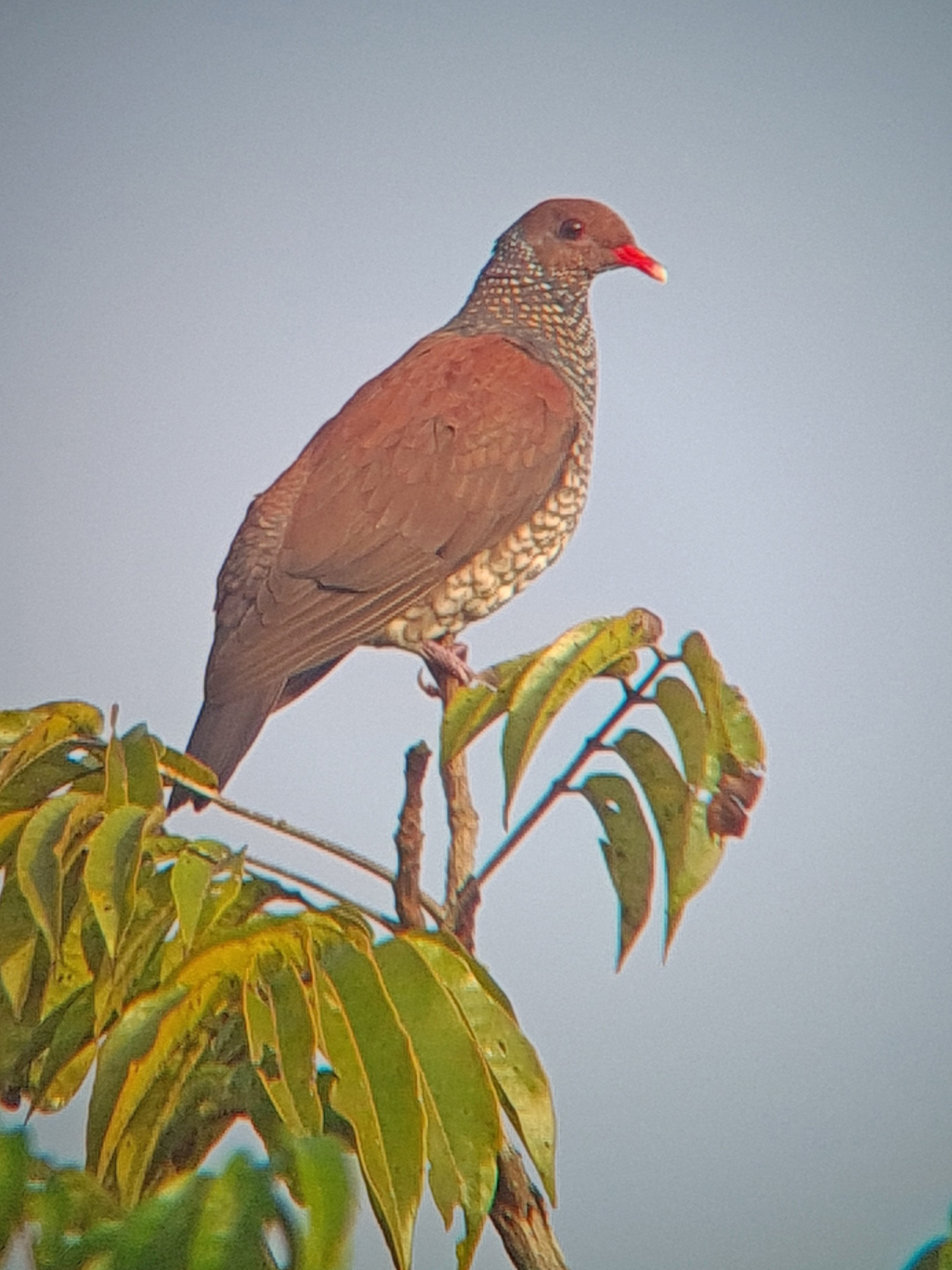 image Scaled Pigeon